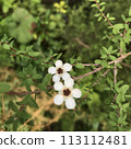 white manuka flower 113112481