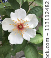 Jacqueline Dupre 113112482