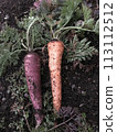 Harvested carrots 113112512