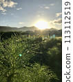 Cosmos illuminated by the morning sun 113112519