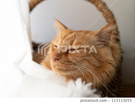 睡貓茶虎貓 113113055
