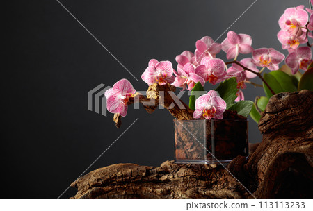 Pink orchid in a transparent pot with substrate. 113113233