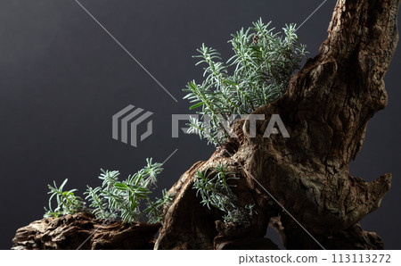Composition of lavender and dry snags. 113113272