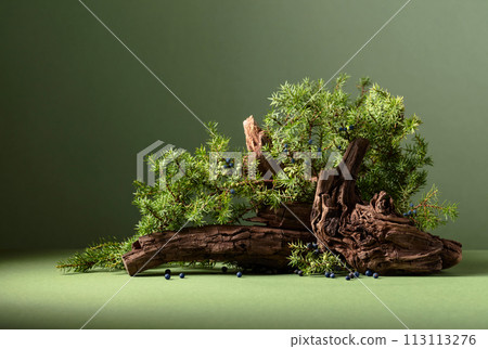 Abstract nature scene with a composition of juniper branches and dry snags. 113113276
