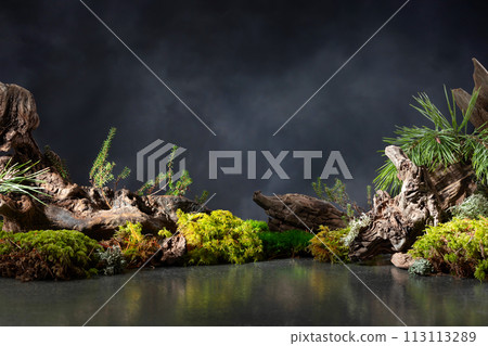 Northern natural composition with lichen, moss, pine branches and driftwood. 113113289