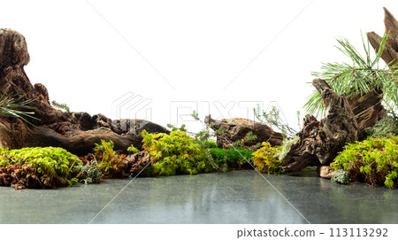 Northern natural composition with lichen, moss, pine branches and driftwood. 113113292