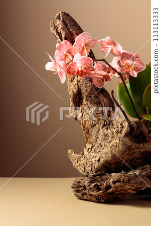 Pink orchid on an old wooden snag. 113113333