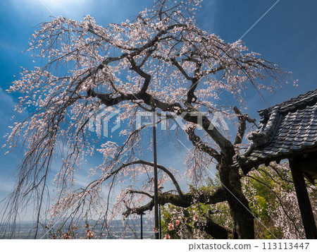 Weeping cherry blossoms at Jizozenin against the blue sky 113113447