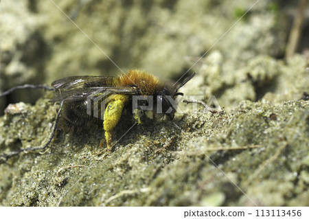 Closeup on a female Clarke's mining bee, Andrenaz clarkella sitting on the ground 113113456