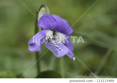 Closeup on a fresh-emerged blue Common Dog-violet, Viola riviniana 113113460