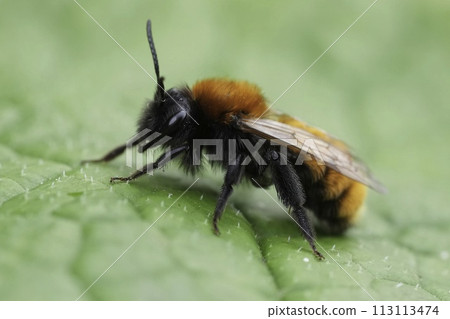 Colorful closeup on a female Tawny mining bee, Andrena fulva on a green leaf Colorful closeup on a female Tawny mining bee, Andrena fulva on a green leaf 113113474