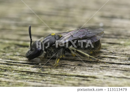 Extreme closeup on a female Long-faced furrow bee, Lasioglossum punctatissimum sitting on wood Extreme closeup on a female Long-faced furrow bee, Lasioglossum punctatissimum sitting on wood 113113479