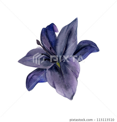 Hand drawn watercolor illustration botanical flowers. Dark lily daffodil clivia amaryllis hibiscus belladonna canna hippeastrum. Single object isolated on white background. Design wedding, love cards Hand drawn watercolor illustration botanical flowers. Dark lily daffodil clivia amaryllis hibiscus belladonna canna hippeastrum. Single object isolated on white background. Design wedding, love cards 113113510