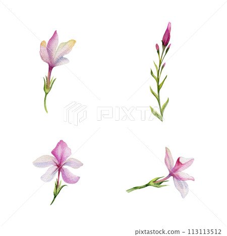 Hand drawn watercolor illustration botanical. Clematis cleome spider anemone lobelia impatiens jasmine, orange flower. Single object isolated on white. Design wedding, love cards, bride bouquet, shop Hand drawn watercolor illustration botanical. Clematis cleome spider anemone lobelia impatiens jasmine, orange flower. Single object isolated on white. Design wedding, love cards, bride bouquet, shop 113113512