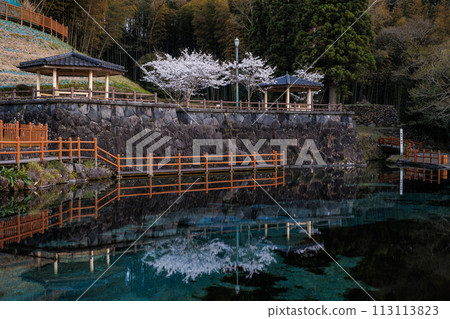Maruike Spring Water (Japan's 100 Best Waters) Spring evening view, mirror reflection of cherry blossoms Maruike Spring Water (Japan's 100 Best Waters) Spring evening view, mirror reflection of cherry blossoms 113113823