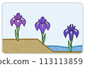 Simple hand-drawn irises, irises, and iris flowers 113113859