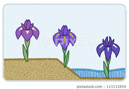 Simple hand-drawn irises, irises, and iris flowers 113113859