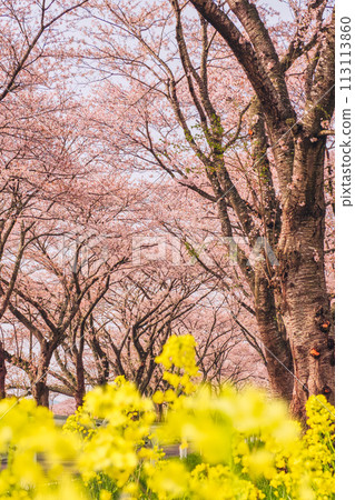 Rows of cherry blossom trees in full bloom and beautiful rape blossoms 113113860