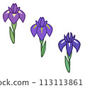 Simple hand-drawn irises, irises, and iris flowers 113113861