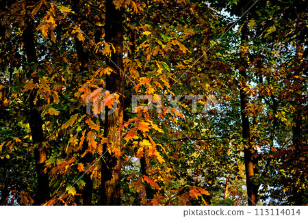 Autumn bright orange oak leaves in sunny day 113114014