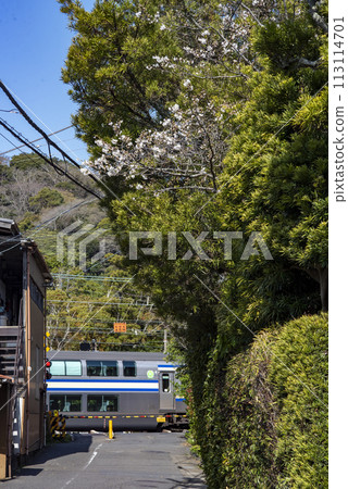Kamakura 243 Komachi Alley Cherry Blossoms 113114701
