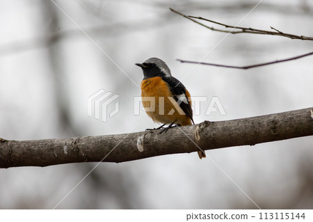 Yobitaki sticking to branches 113115144
