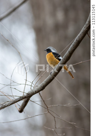 Yobitaki sticking to branches 113115145