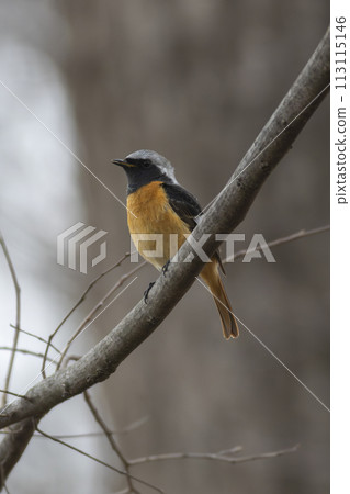 Yobitaki sticking to branches 113115146