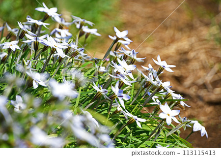 Hananira (Hana) 113115413