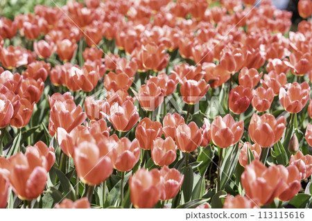 Tulip Rosy Delight 113115616