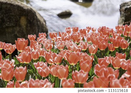 Tulip Rosy Delight 113115618