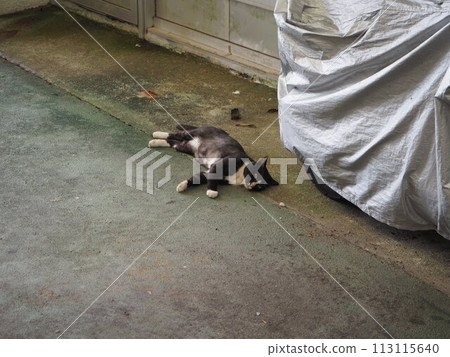 A street cat from Koza Gintengai, Okinawa. 113115640