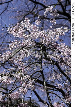 View of weeping cherry blossoms in Komagome, Bunkyo Ward, Tokyo 113115728