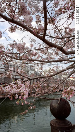 Cherry blossoms along the Ooka River_March 31, 2024_2 113116014