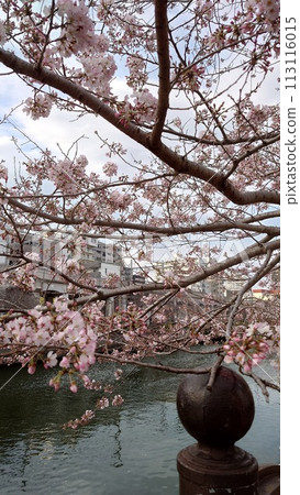 Cherry blossoms of Ooka River_March 31, 2024_3 113116015