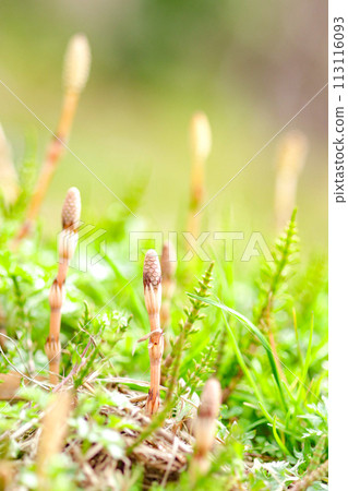 Tsukushi telling spring Tsukushi telling spring 113116093