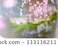 plum and moss 113116211