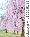 Weeping plum blossoms in full bloom 113116212