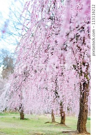 Weeping plum blossoms in full bloom Weeping plum blossoms in full bloom 113116212