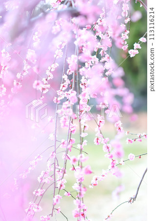 Weeping plums are in full bloom 113116214