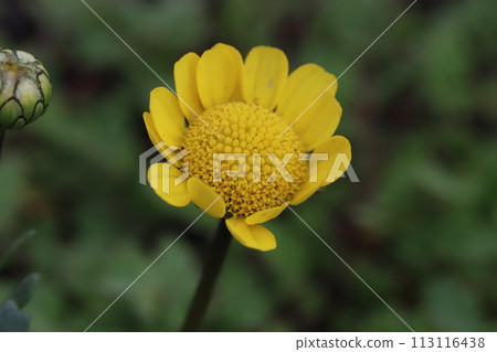 早春花園裡盛開的菊花黃色花朵 113116438