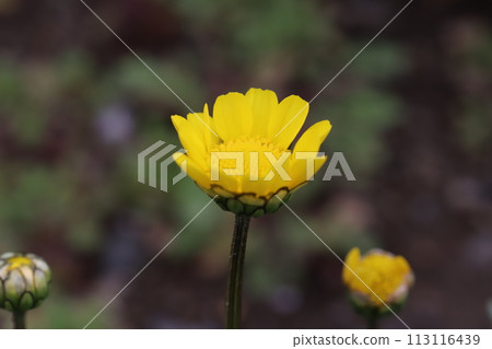 Yellow flowers of Chrysanthemum multicole blooming in the garden in early spring 113116439