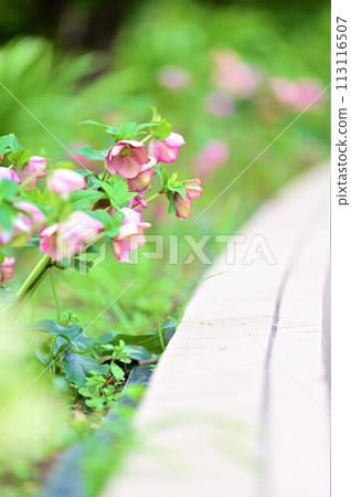 我們家有很多聖誕玫瑰 113116507