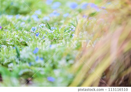 稻草田旁邊 113116510