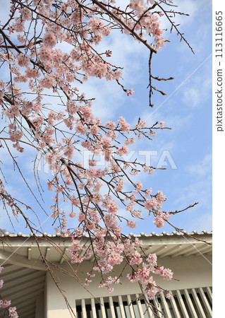 垂枝櫻花和極里城 113116665