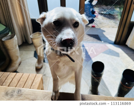 A mother getting ready for a walk with her dog. A mother getting ready for a walk with her dog. 113116869