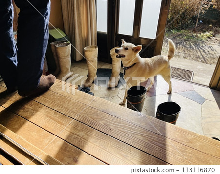 Living in the country with a dog. Let's go for a walk! 113116870