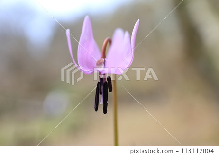 Katakuri花 113117004