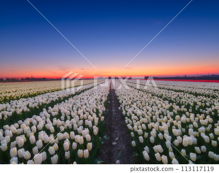 Netherlands. A field of tulips during sunset. Rows on the field. Agriculture in the Holland. 113117119