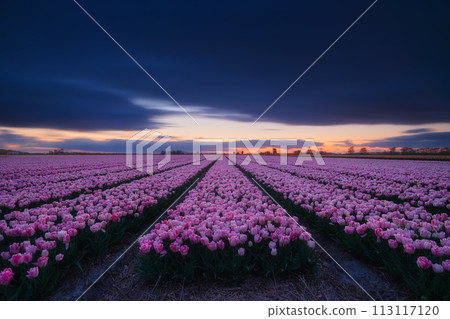 Netherlands. A field of tulips during sunset. Rows on the field. Agriculture in the Holland. 113117120